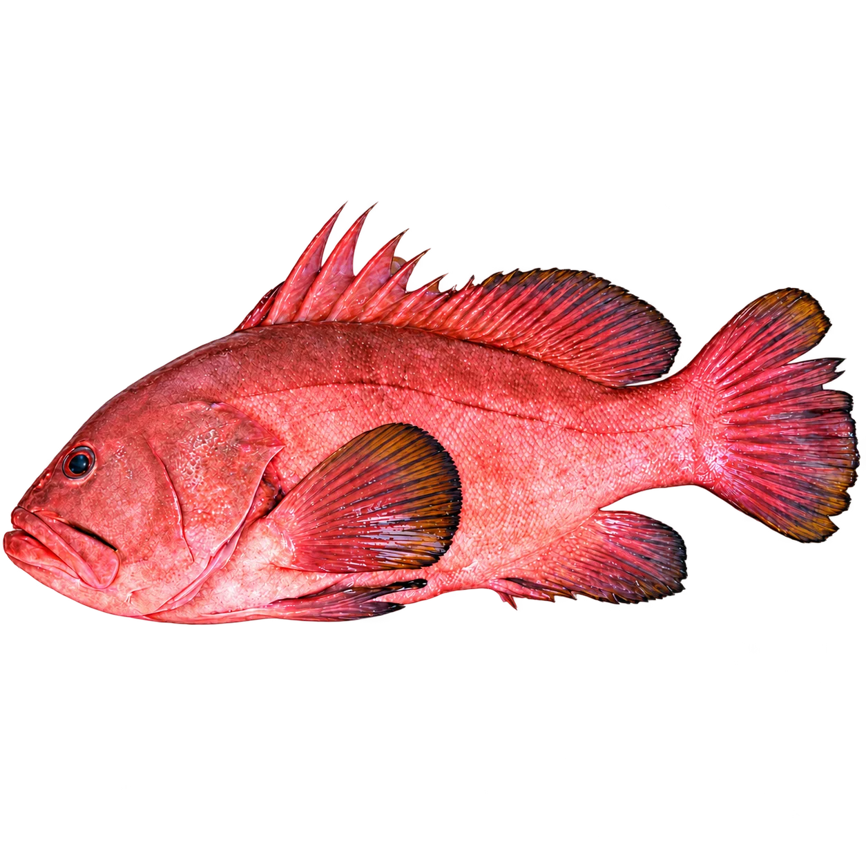 Pink Grouper